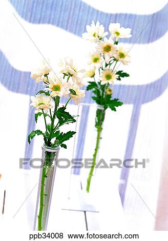 flower, flowers, plant, vegetation, petal, nature, naturalism View Large Photo Image Stock Photo - flower, flowers, plant, vegetation, petal, nature, naturalism. Fotosearch