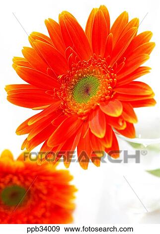 flower, flowers, plant, vegetation, petal, indoor, interior View Large Photo Image Stock Photo - flower, flowers, plant, vegetation, petal, indoor, interior. Fotosearch