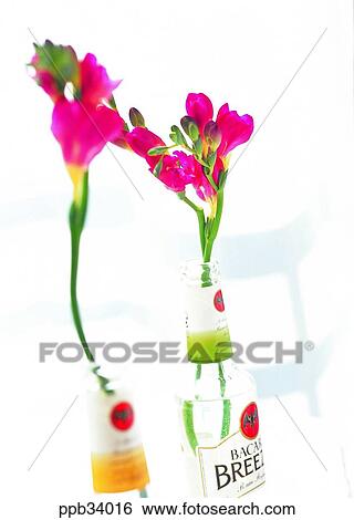 flower, flowers, plant, vegetation, petal, nature, naturalism View Large Photo Image Stock Photograph - flower, flowers, plant, vegetation, petal, nature, naturalism. Fotosearch