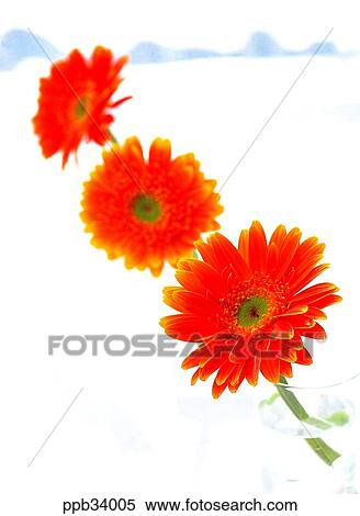 Stock Photography - flower, flowers, plant, vegetation, petal, indoor, interior. Fotosearch