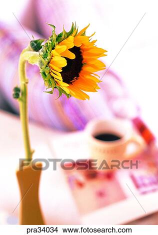 flower, flowers, sunflower, one flower, flower, vase, flower vase View Large Photo Image Picture - flower, flowers, sunflower, one flower, flower, vase, flower vase. Fotosearch