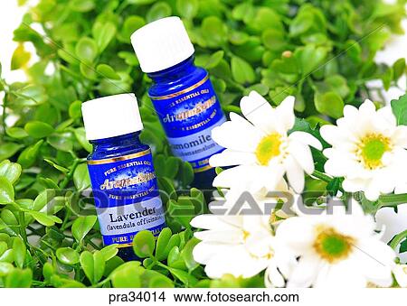 lavender, flower, flowers, petal, leaf, leaves, liquid View Large Photo Image Picture - lavender, flower, flowers, petal, leaf, leaves, liquid. Fotosearch