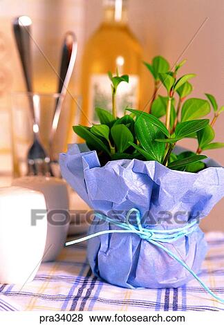 Stock Photo - leaflet, plant, vegetation, flowerpot, decoration, decorations, decoration. Fotosearch