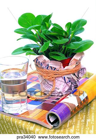 plant, vegetation, flowerpot, herb, leaf, leaves, decoration View Large Photo Image Stock Image - plant, vegetation, flowerpot, herb, leaf, leaves, decoration. Fotosearch