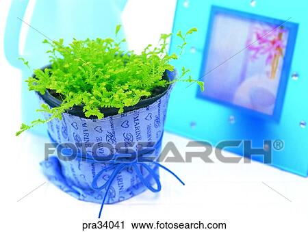 plant, vegetation, flowerpot, herb, leaf, leaves, indoor View Large Photo Image Stock Image - plant, vegetation, flowerpot, herb, leaf, leaves, indoor. Fotosearch