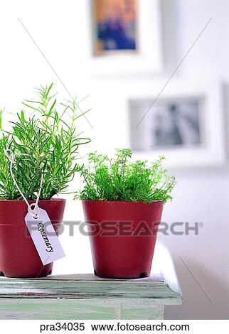 plant, vegetation, herb, leaf, leaves, Rosemari, health View Large Photo Image Stock Photography - plant, vegetation, herb, leaf, leaves, Rosemari, health. Fotosearch