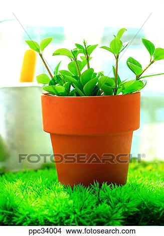 plant, vegetation, leaf, leaves, nature, naturalism, person View Large Photo Image Picture - plant, vegetation, leaf, leaves, nature, naturalism, person. Fotosearch