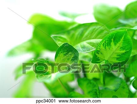plant, vegetation, leaf, leaves, nature, naturalism, person View Large Photo Image Stock Image - plant, vegetation, leaf, leaves, nature, naturalism, person. Fotosearch