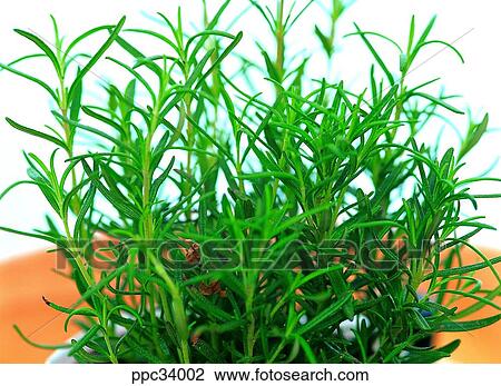 plant, vegetation, leaf, leaves, nature, naturalism, person View Large Photo Image Stock Image - plant, vegetation, leaf, leaves, nature, naturalism, person. Fotosearch