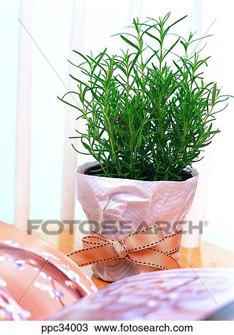 Stock Image - plant, vegetation, leaf, leaves, nature, naturalism, person. Fotosearch