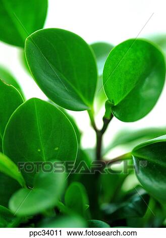 plant, vegetation, leaf, leaves, nature, naturalism, person View Large Photo Image Stock Image - plant, vegetation, leaf, leaves, nature, naturalism, person. Fotosearch