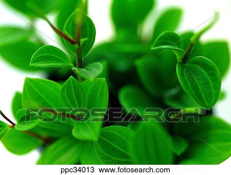 plant, vegetation, leaf, leaves, nature, naturalism, person View Large Photo Image Stock Image - plant, vegetation, leaf, leaves, nature, naturalism, person. Fotosearch
