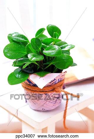 plant, vegetation, leaf, leaves, nature, naturalism, person View Large Photo Image Stock Photo - plant, vegetation, leaf, leaves, nature, naturalism, person. Fotosearch