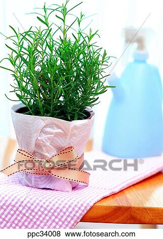 Stock Photo - plant, vegetation, leaf, leaves, nature, naturalism, person. Fotosearch