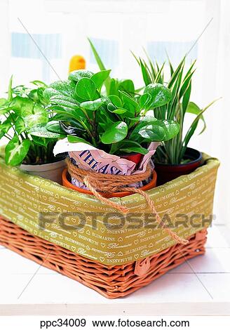 plant, vegetation, leaf, leaves, nature, naturalism, person View Large Photo Image Stock Photo - plant, vegetation, leaf, leaves, nature, naturalism, person. Fotosearch