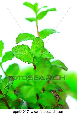 Stock Photo - plant, vegetation, leaf, leaves, nature, naturalism, person. Fotosearch