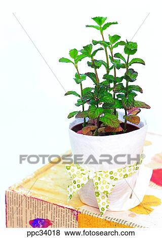 plant, vegetation, leaf, leaves, nature, naturalism, person View Large Photo Image Stock Photo - plant, vegetation, leaf, leaves, nature, naturalism, person. Fotosearch