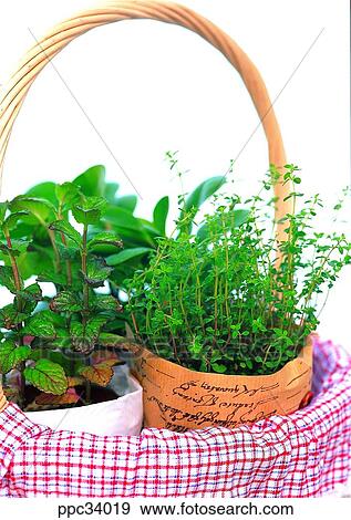 plant, vegetation, leaf, leaves, nature, naturalism, person View Large Photo Image Stock Photo - plant, vegetation, leaf, leaves, nature, naturalism, person. Fotosearch