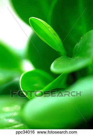 Stock Photograph - plant, vegetation, leaf, leaves, nature, naturalism, person. Fotosearch