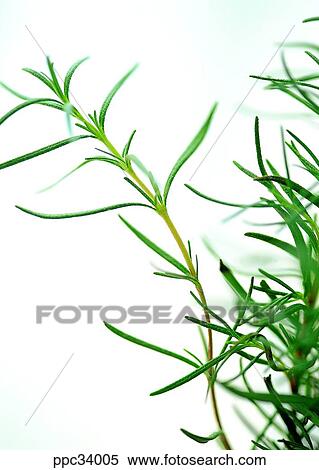 plant, vegetation, leaf, leaves, nature, naturalism, person View Large Photo Image Stock Photography - plant, vegetation, leaf, leaves, nature, naturalism, person. Fotosearch