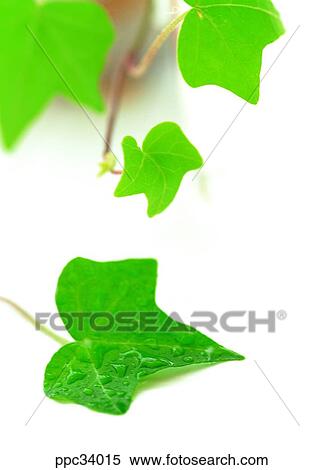 Stock Photography - plant, vegetation, leaf, leaves, nature, naturalism, person. Fotosearch