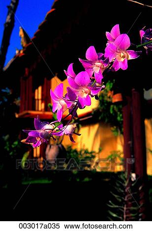 Stock Photography - Cambodia, Siem Reap, flower, tree. Fotosearch