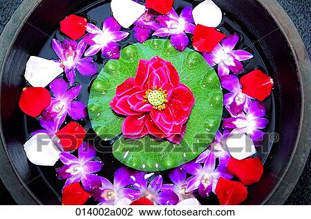 flower, roseflower, flower, aroma therapy View Large Photo Image Stock Image - flower, roseflower, flower, aroma therapy. Fotosearch