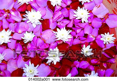 flower, roseflower, flower View Large Photo Image Stock Image - flower, roseflower, flower. Fotosearch
