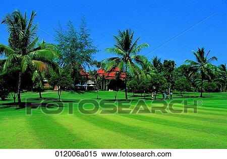 golf club, golf field, lawn, lawn, field, Palm View Large Photo Image Stock Photography - golf club, golf field, lawn, lawn, field, Palm. Fotosearch