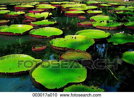 Mauritius, leaf, pond, Africa View Large Photo Image Stock Image - Mauritius, leaf, pond, Africa. Fotosearch