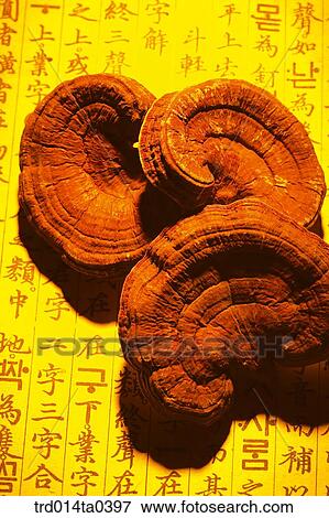 drugstuffs, mushroom, Youngji mushroom, Oriental drugstuffs, traditional drugstuffs, tradition, dryness View Large Photo Image Stock Photo - drugstuffs, mushroom, Youngji mushroom, Oriental drugstuffs, traditional drugstuffs, tradition, dryness. Fotosearch