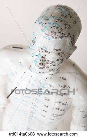 human body model, medicine, Oriental medicine, blood, needle, Oriental medicine View Large Photo Image Stock Photo - human body model, medicine, Oriental medicine, blood, needle, Oriental medicine. Fotosearch