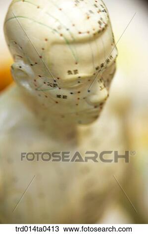 Stock Image - Oriental medicine, Oriental, Oriental culture, blood, spirits blood, model, human body model. Fotosearch
