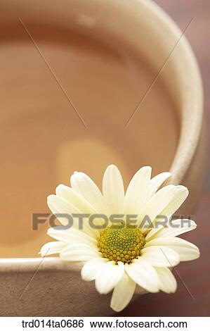 chrysanthemum, chrysanthemumtea, flowertea, flower, medicines, tea, cup View Large Photo Image Stock Photograph - chrysanthemum, chrysanthemumtea, flowertea, flower, medicines, tea, cup. Fotosearch