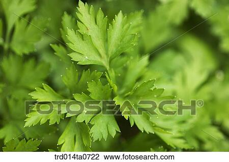 herb, plant, geranium View Large Photo Image Stock Image - herb, plant, geranium. Fotosearch