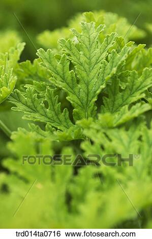 herb, plant, geranium View Large Photo Image Stock Photograph - herb, plant, geranium. Fotosearch