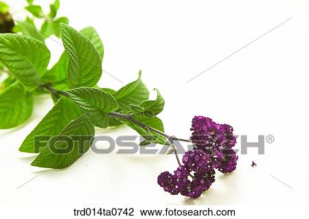 herb, plant, leaf, flower View Large Photo Image Stock Image - herb, plant, leaf, flower. Fotosearch