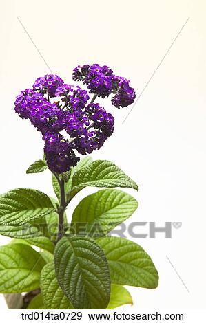 Stock Photo - herb, plant, leaf, flower. Fotosearch