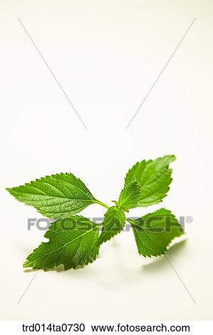 herb, plant, leaf, lemonbalm View Large Photo Image Stock Image - herb, plant, leaf, lemonbalm. Fotosearch