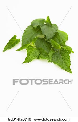 herb, plant, leaf, lemonbalm View Large Photo Image Stock Image - herb, plant, leaf, lemonbalm. Fotosearch