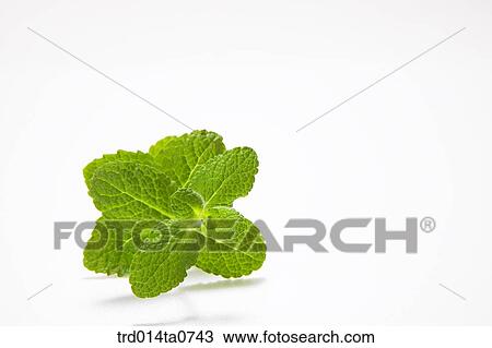 herb, plant, leaf, mint, applemint View Large Photo Image Stock Image - herb, plant, leaf, mint, applemint. Fotosearch