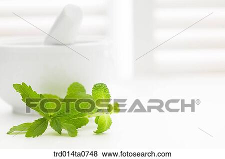 herb, plant, leaf, mint, applemint View Large Photo Image Stock Photo - herb, plant, leaf, mint, applemint. Fotosearch