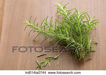 herb, plant, leaf, rosemary View Large Photo Image Picture - herb, plant, leaf, rosemary. Fotosearch