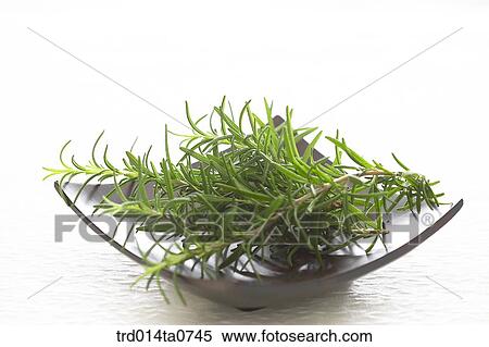 Stock Photography - herb, plant, leaf, rosemary, plate. Fotosearch