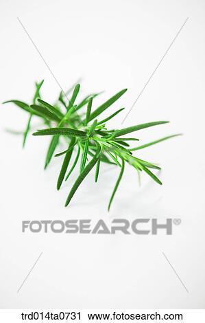 herb, plant, leaf, rosemary View Large Photo Image Stock Image - herb, plant, leaf, rosemary. Fotosearch