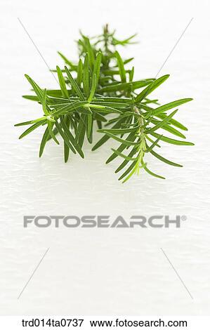 herb, plant, leaf, rosemary View Large Photo Image Stock Photo - herb, plant, leaf, rosemary. Fotosearch