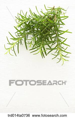 herb, plant, leaf, rosemary View Large Photo Image Stock Photograph - herb, plant, leaf, rosemary. Fotosearch