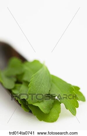 herb, plant, leaf View Large Photo Image Stock Image - herb, plant, leaf. Fotosearch