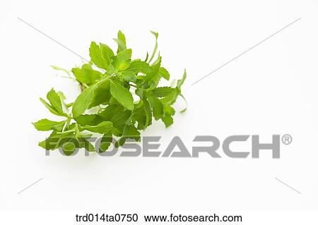 herb, plant, leaf View Large Photo Image Stock Image - herb, plant, leaf. Fotosearch