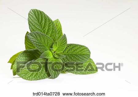 herb, plant, leaf View Large Photo Image Stock Photo - herb, plant, leaf. Fotosearch